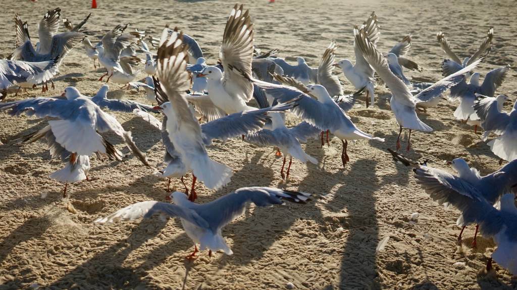 Day 24. – Bondi&nbsp;training