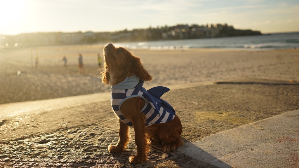 Day 49. – Shark&nbsp;Spotted