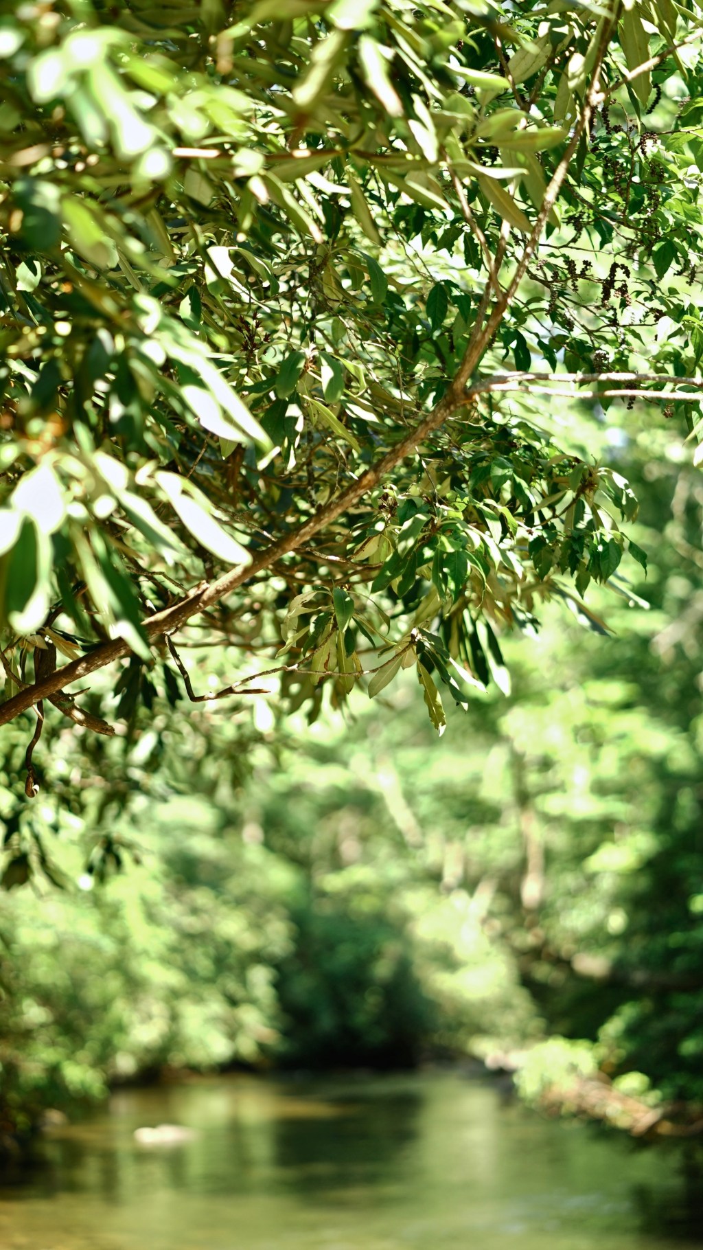 Day 122.- Aptly Named. Rainbow&nbsp;Falls!