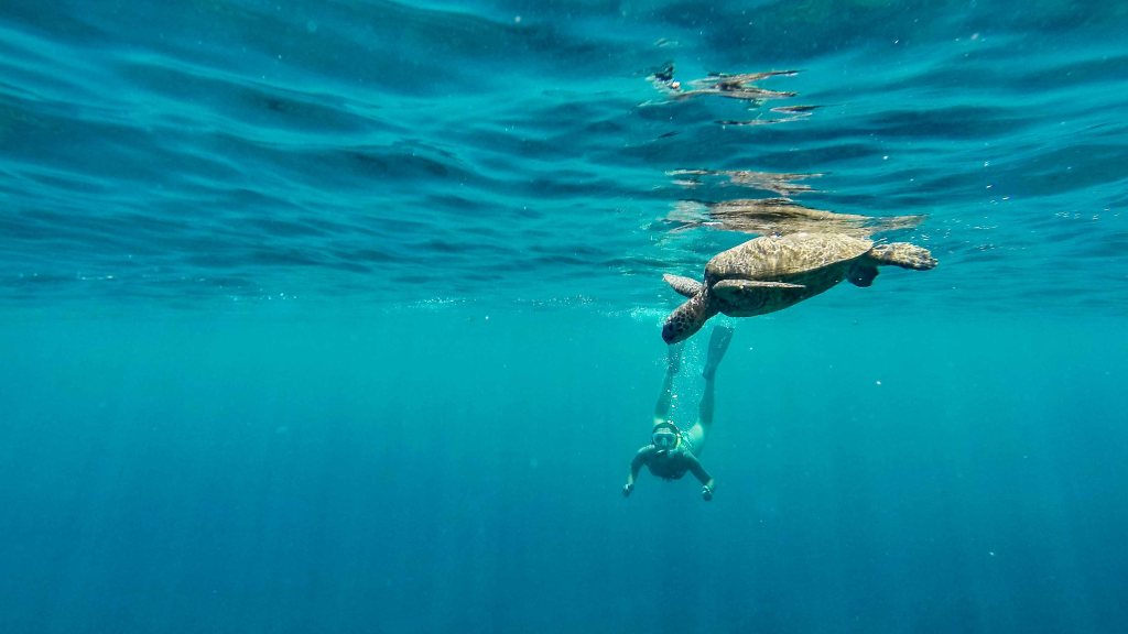 Day 140. – Snorkel​&nbsp;King