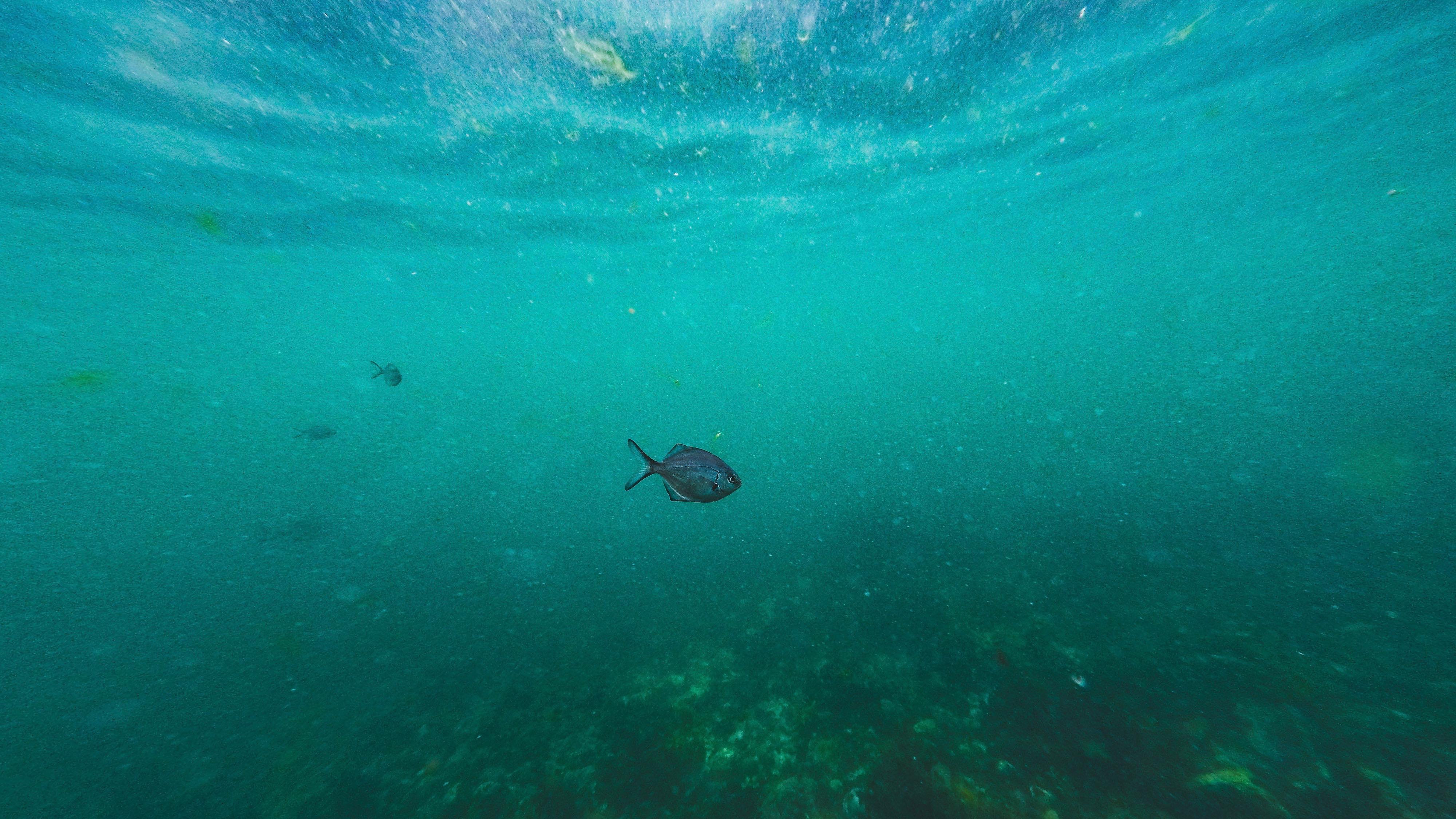 DCIM100GOPROGOPR1472.